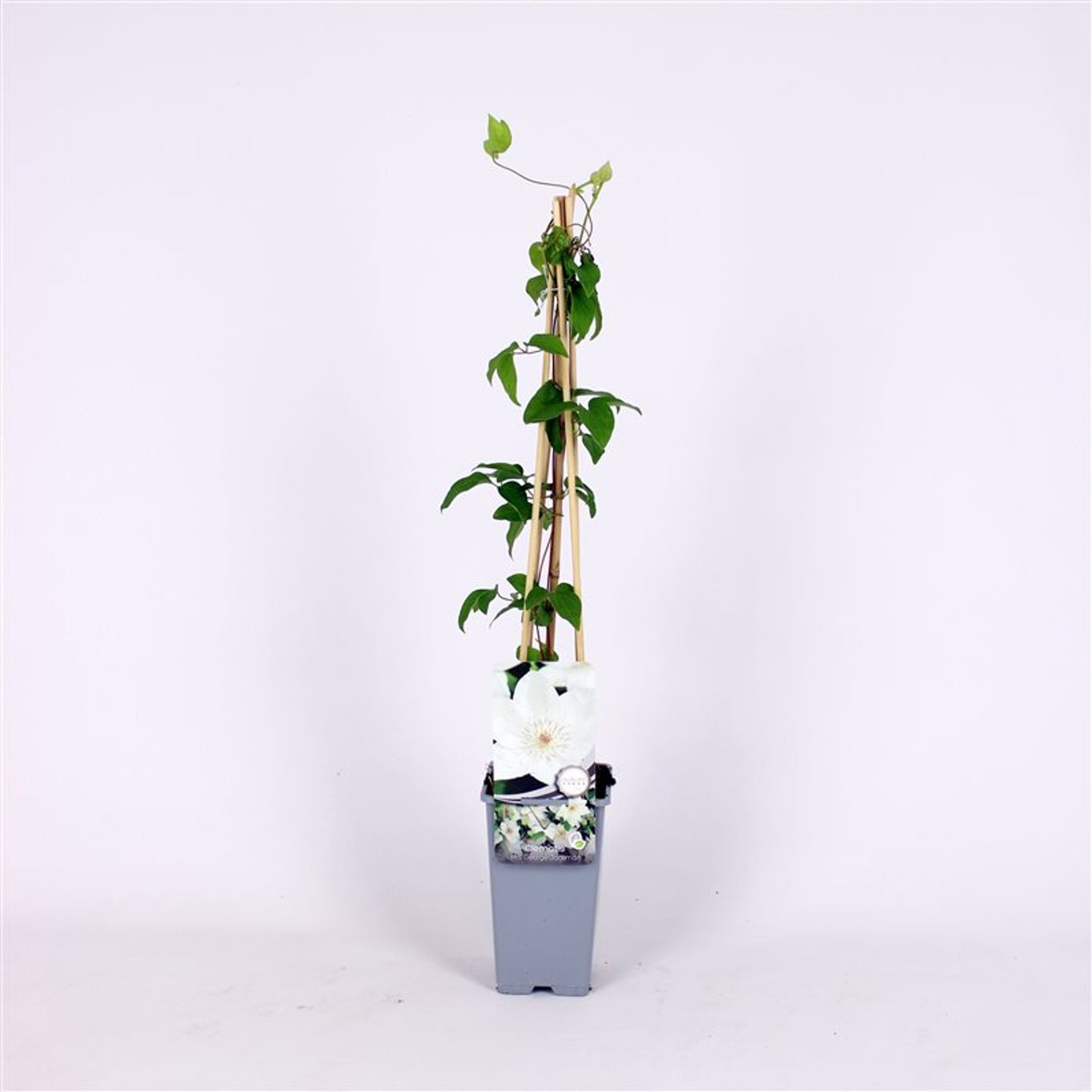 Clematis 'Mrs George Jackman' - C2 70/+ CM